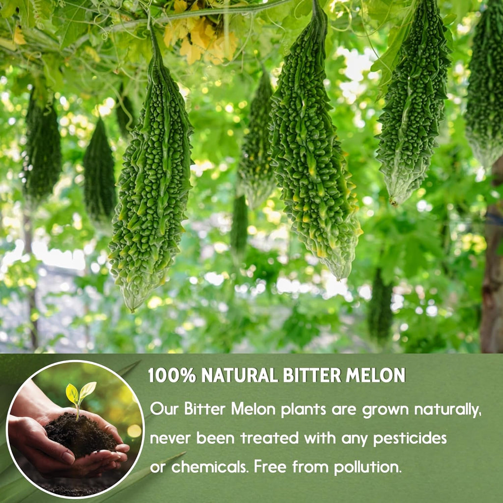 Bitter Melon Tea Bags, 100% Natural, Pure Bitter Melon. Bitter Melon Herbal Tea. Bitter Melon Fruit Tea. No Sugar, No Caffeine, No Gluten, Vegan