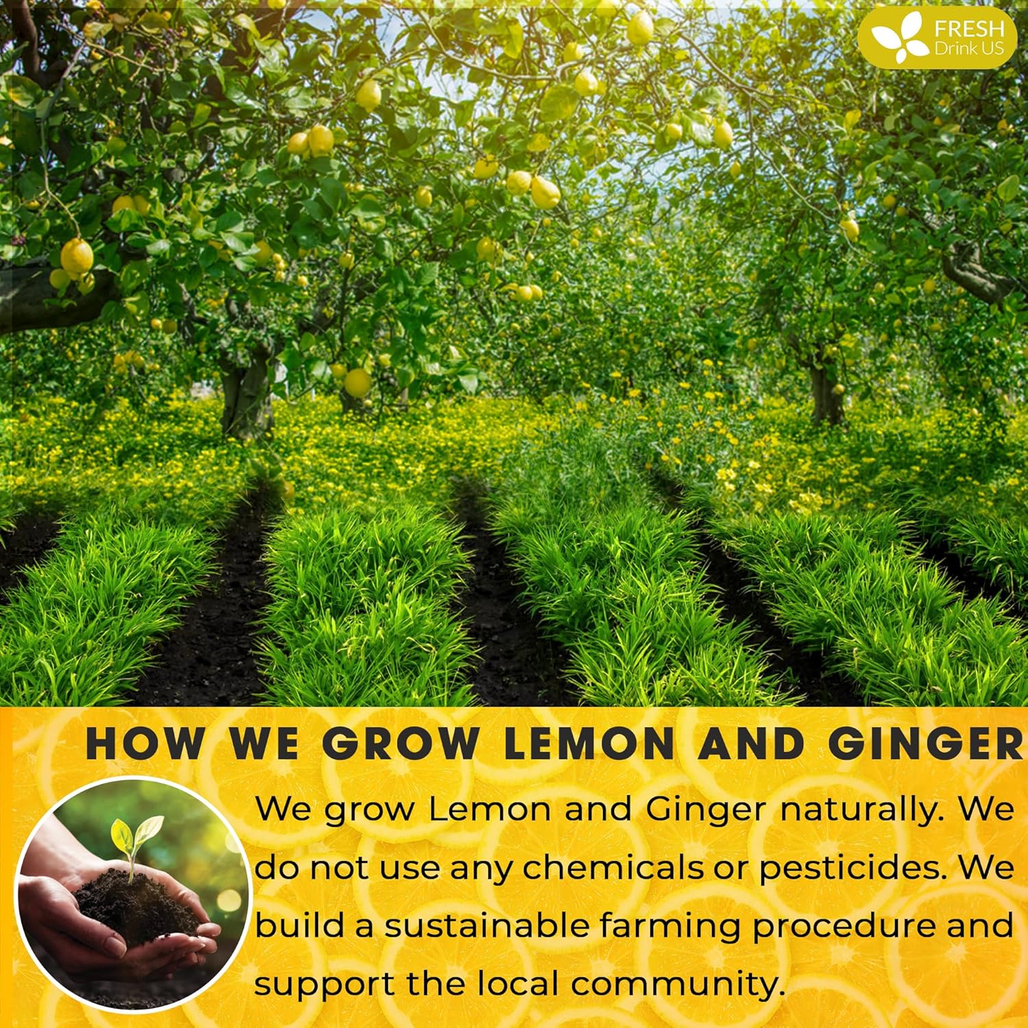 Premium Lemon Ginger Tea Bag, Eco-conscious Tea Bags. Lemon Ginger Herbal Tea. No Sugar, No Caffeine, No Gluten, Vegan.