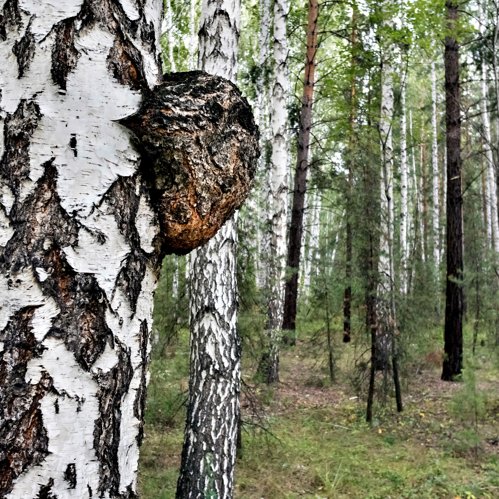 Daytime Immunity Mushroom Chocolates with Turkey Tail, Maitake, & Chaga